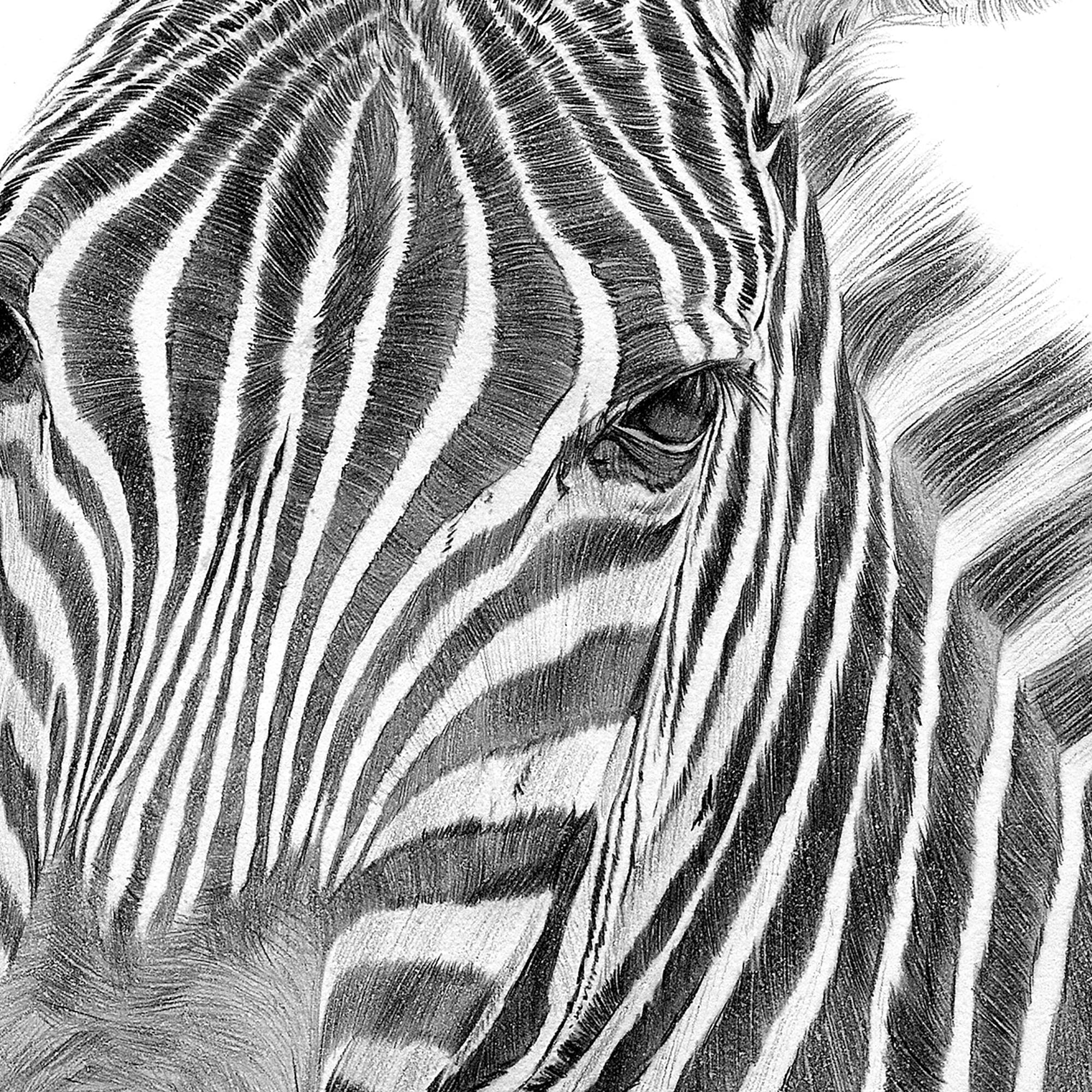 シマウマ　スケッチ絵画 シマウマの鉛筆画プリント｜アーティストGary Tymonのサイン入りアート
