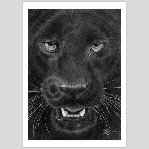 Black Panther pencil drawing print | big cat art | artwork signed by artist G Tymon | 2 sizes | wildlife portrait watercolor sketch animal
