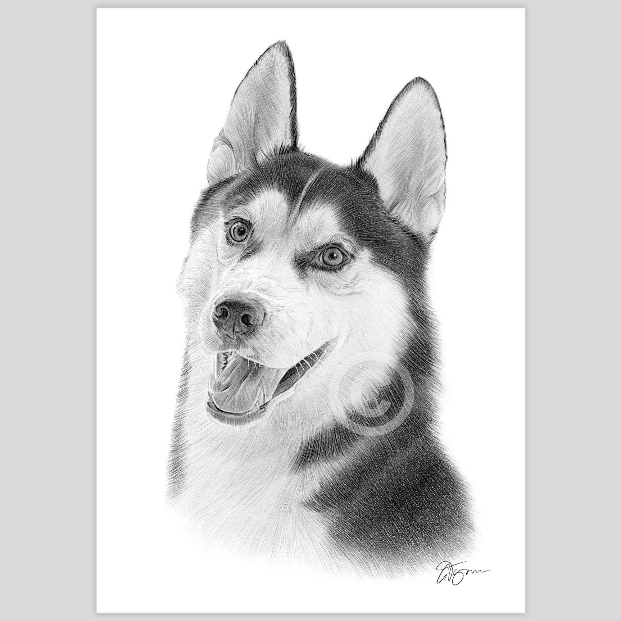 Siberian Husky Pencil Drawing Art Print 2 Sizes Signed Artwork Etsy siberian-husky-pencil-drawing-art-print-2-sizes-signed-artwork-etsy