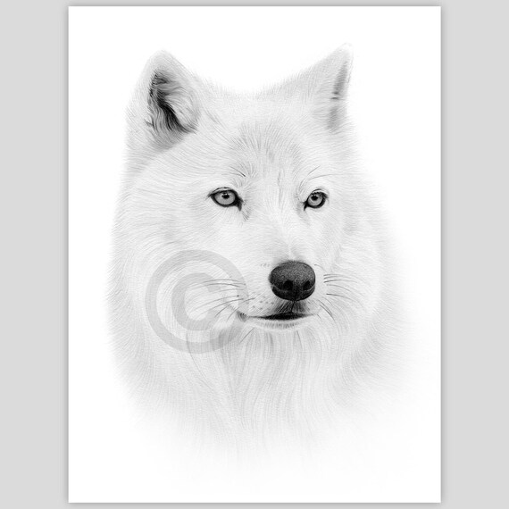 なり 北極オオカミの鉛筆画 - 即時デジタルダウンロード