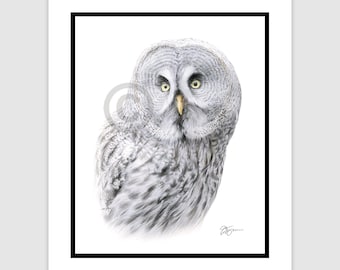 Great Grey Owl bird | original colour pencil drawing | portrait size 10" x 8" (12" x 10" mount) | signed artwork watercolour art sketch
