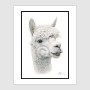 ALPACA Original Color Pencil Drawing - Portrait size 11.75&quot; x 8.25&quot; - Mount (matte) size 14&quot; x 11&quot; - Signed by artist G Tymon