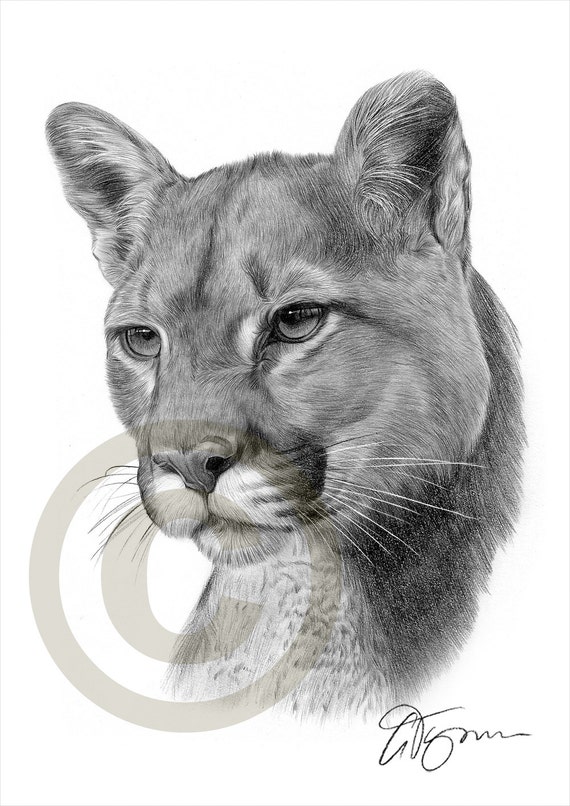 American Cougar Puma pencil drawing print - artwork signed by artist Gary  Tymon - 2 sizes - Ltd Ed 50 prints only - big cat pencil portrait
