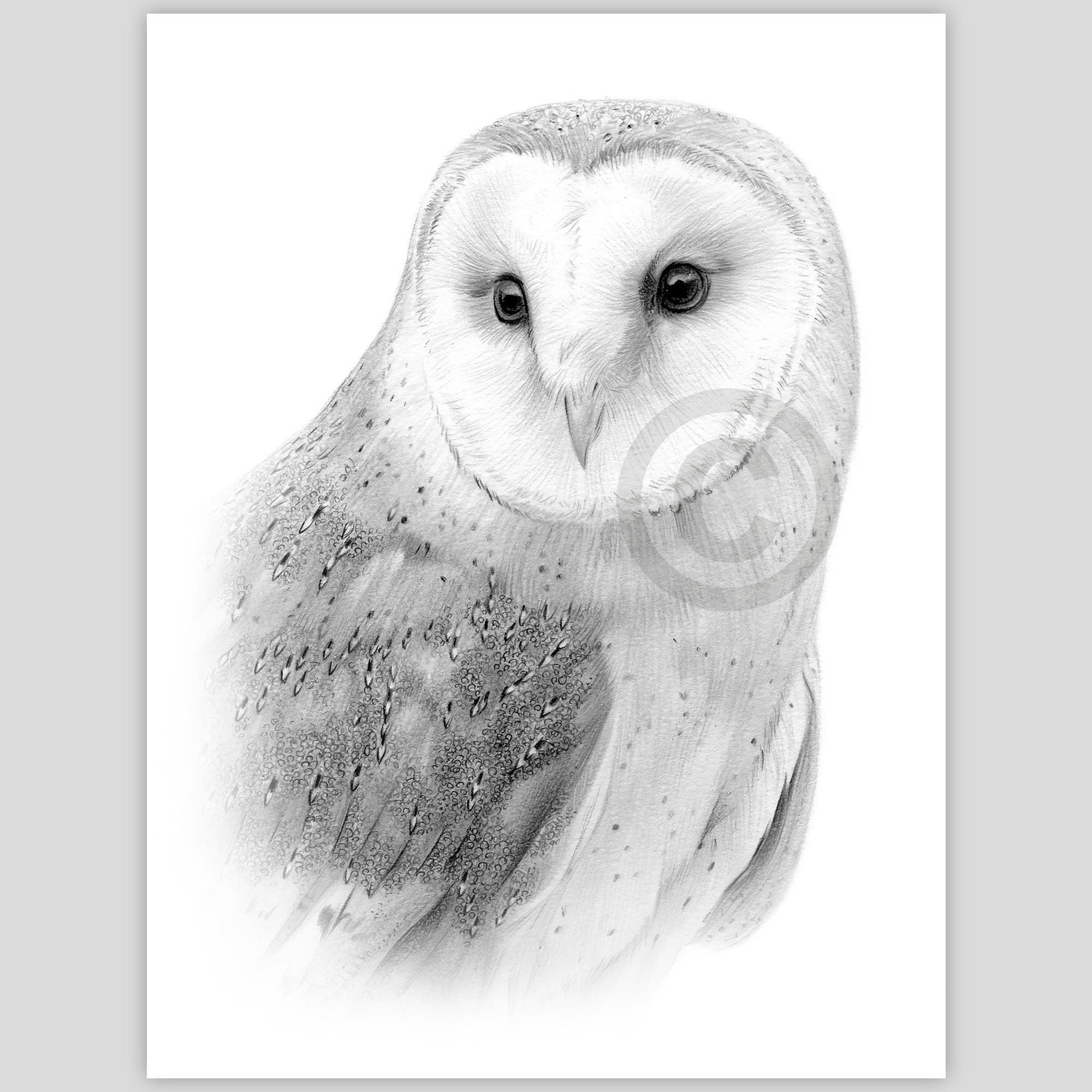 メンフクロウの鉛筆画 - 野生動物の肖像画、水彩スケッチ（デジタル