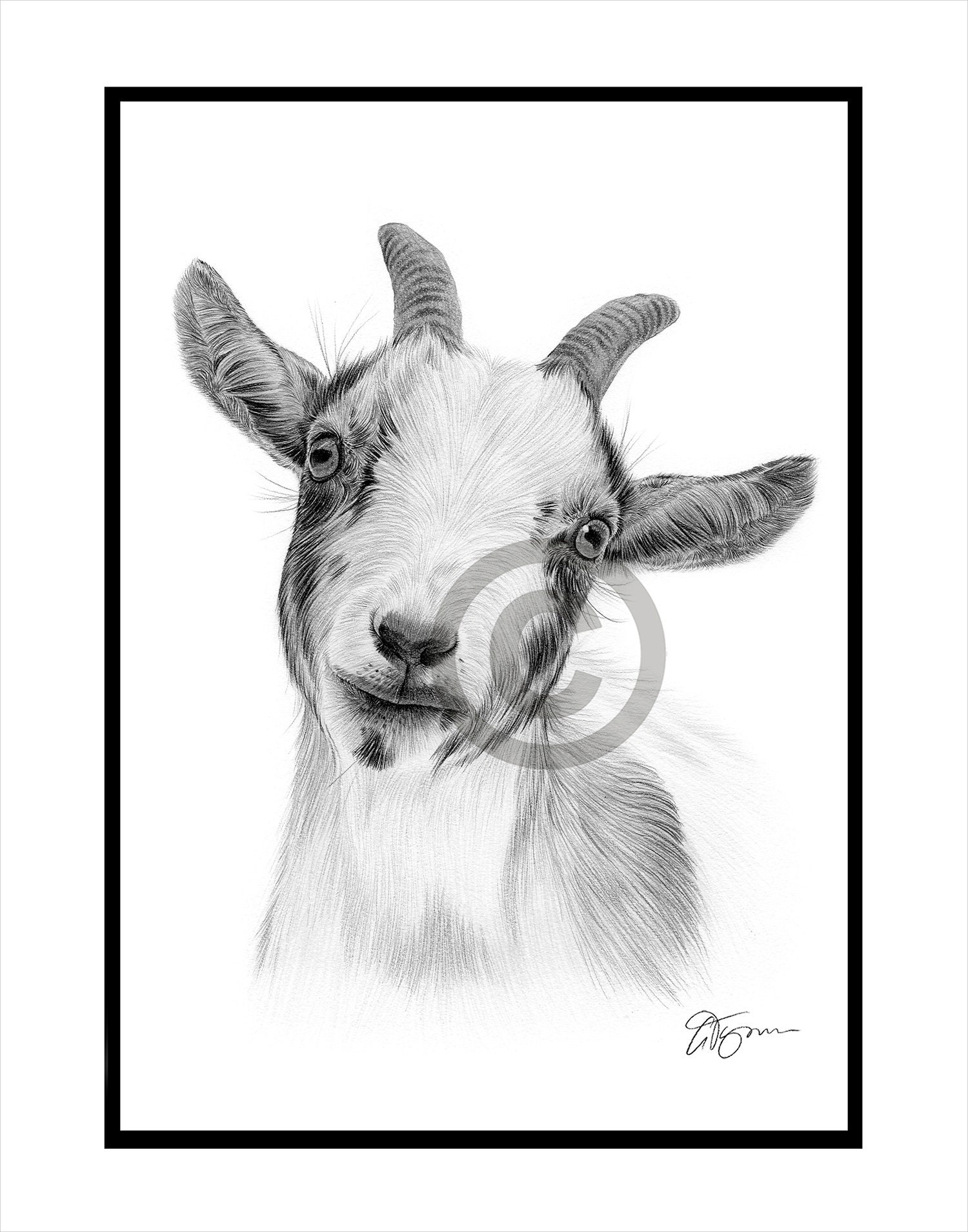 PYGMY GOAT Original B&W Pencil Drawing Portrait Size 11.75 X 8.25 Mount  matte Size 14 X 11 Signed Animal Wildlife Art - Etsy Canada