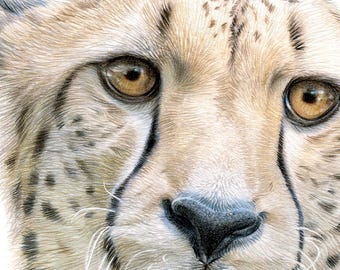 チーターの肖像画 | 色鉛筆画プリント | 大型ネコ科野生動物アート