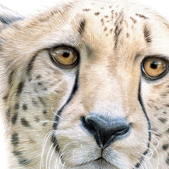 チーターの肖像画 | 色鉛筆画プリント | 大型ネコ科野生動物アート