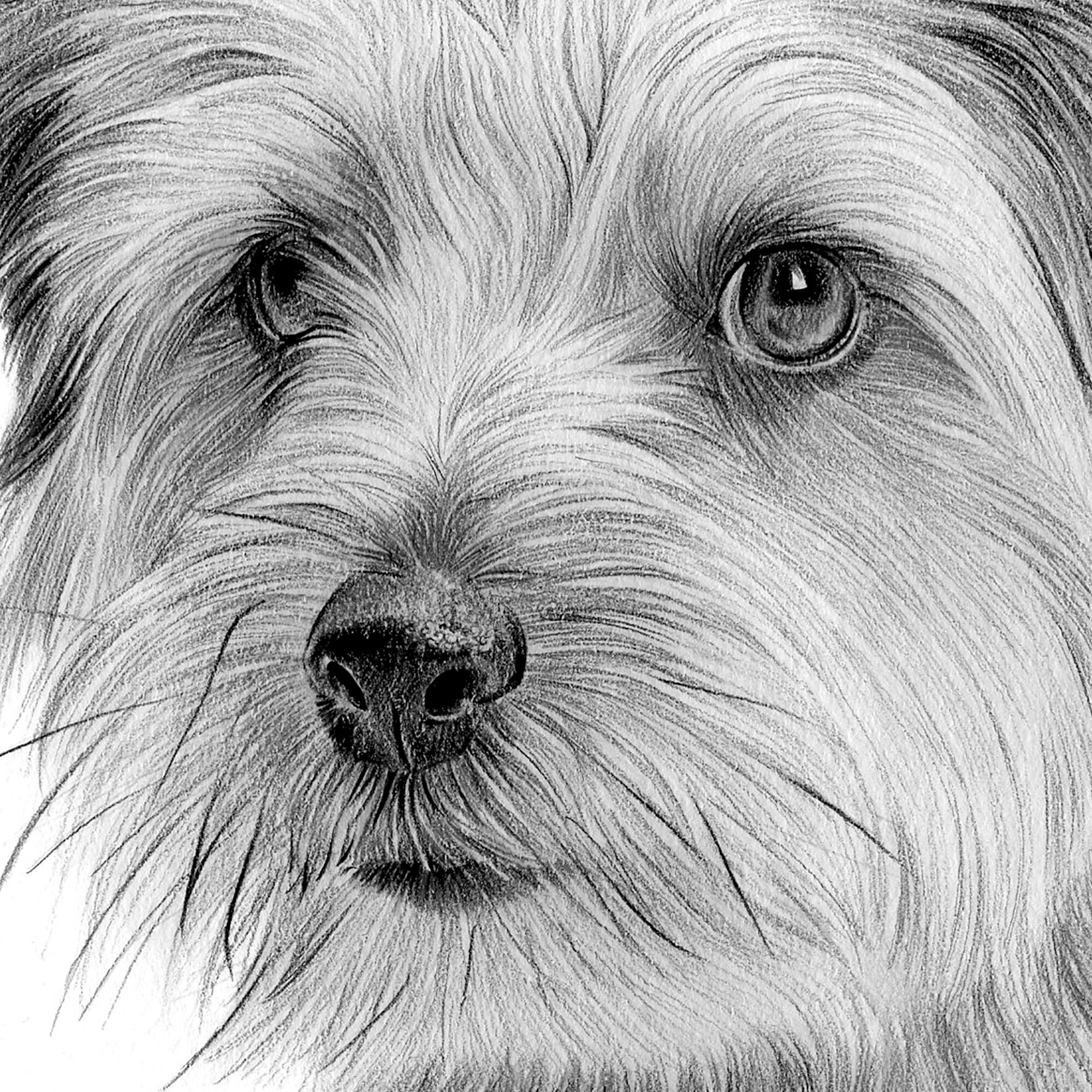 ☺︎ Staffordshire Bull Terrier - Pencil Drawing Print - Artwork