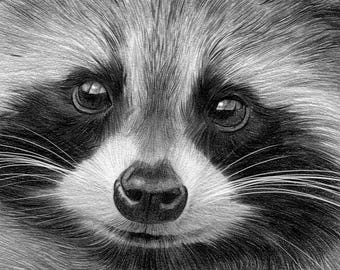 アライグマの鉛筆画プリント | アーティスト G Tymon によるサイン入り
