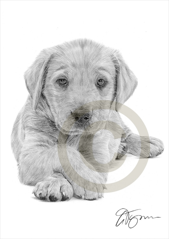Chiot Labrador Retriever Crayon Dessin Estampe Oeuvre Signée Par Lartiste Gary Tymon Portrait Danimal Ltd Ed 50 Tirages Uniquement Format