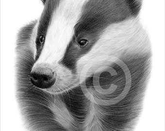 European Badger pencil drawing print - 2 sizes - artwork signed by artist Gary Tymon - Ltd Ed 50 prints only - pencil portrait