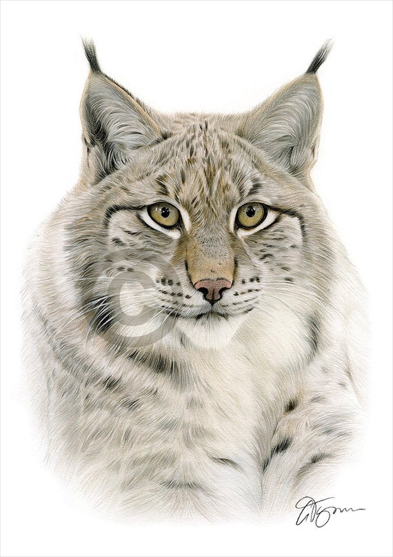 Buy lynx cheap cat