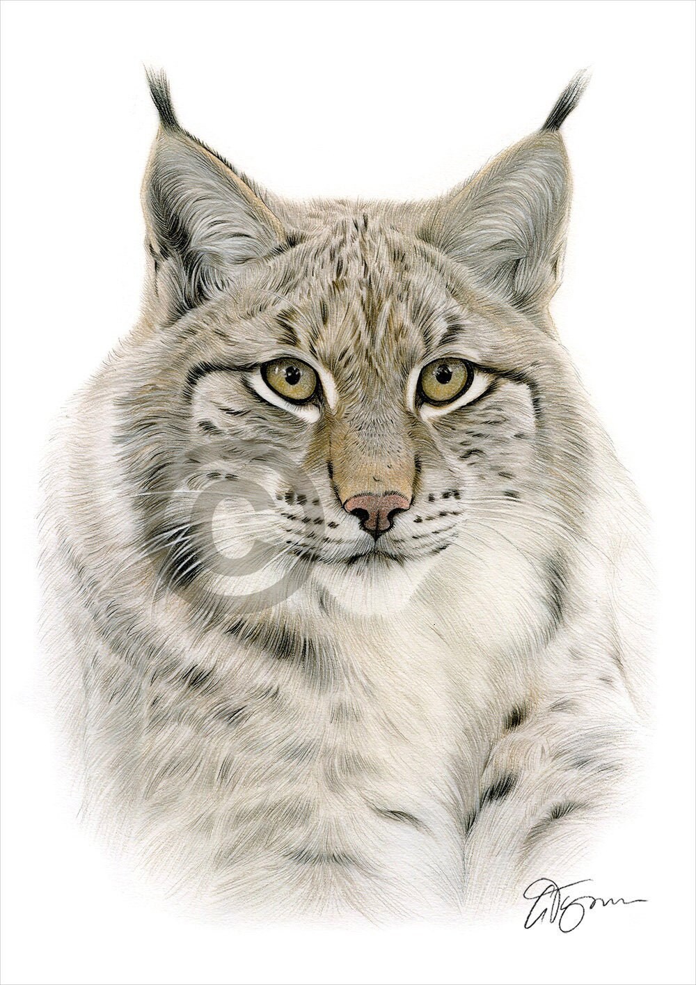 Lynx Color Pencil Drawing Print Big Cat Art Artwork Signed by Artist Gary  Tymon 2 Sizes 100 Prints Pencil Portrait - Etsy