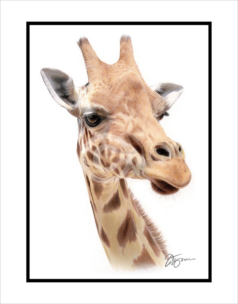 GIRAFFE Original Color Pencil Drawing Portrait size | Etsy