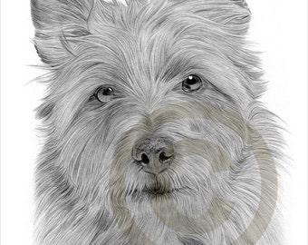 Dog portrait - Australian Terrier pencil drawing print - signed by artist Gary Tymon - 2 sizes - animal pencil illustration