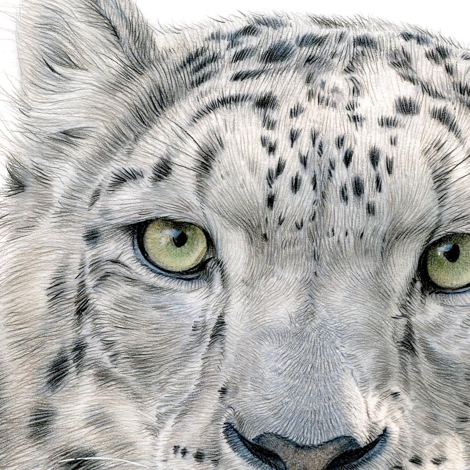 Snow Leopard Artwork Signed by Artist Gary Tymon - Colour Pencil