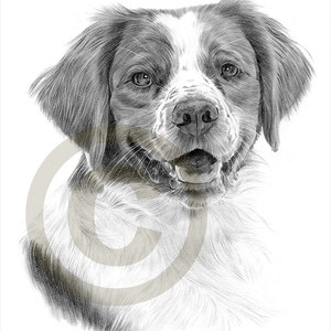 Brittany Spaniel - pencil drawing print - artwork signed by artist Gary Tymon - 1 size only - pencil portrait - dog pet portrait