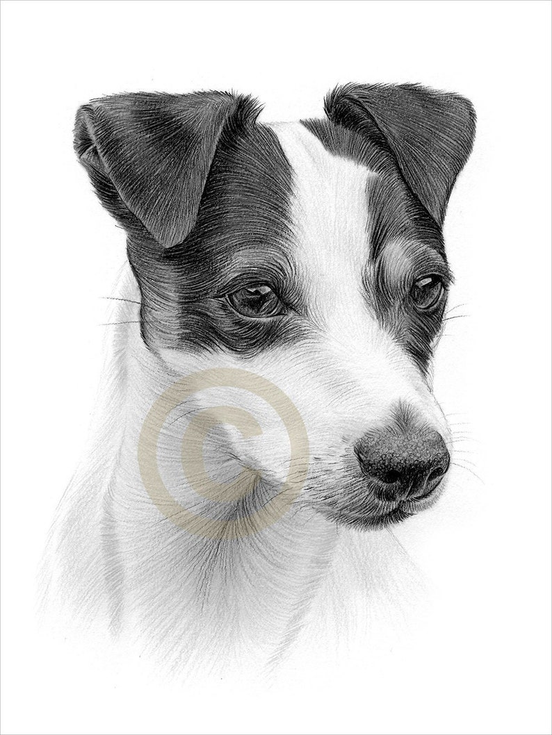 Digital Download Pencil Drawing of a Jack Russell Terrier | Etsy