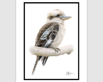 KOOKABURRA Original Color Pencil Drawing - Bird Art - Portrait size 11.75" x 8.25" - Mount (matte) size 14" x 11" - Signed by artist G Tymon