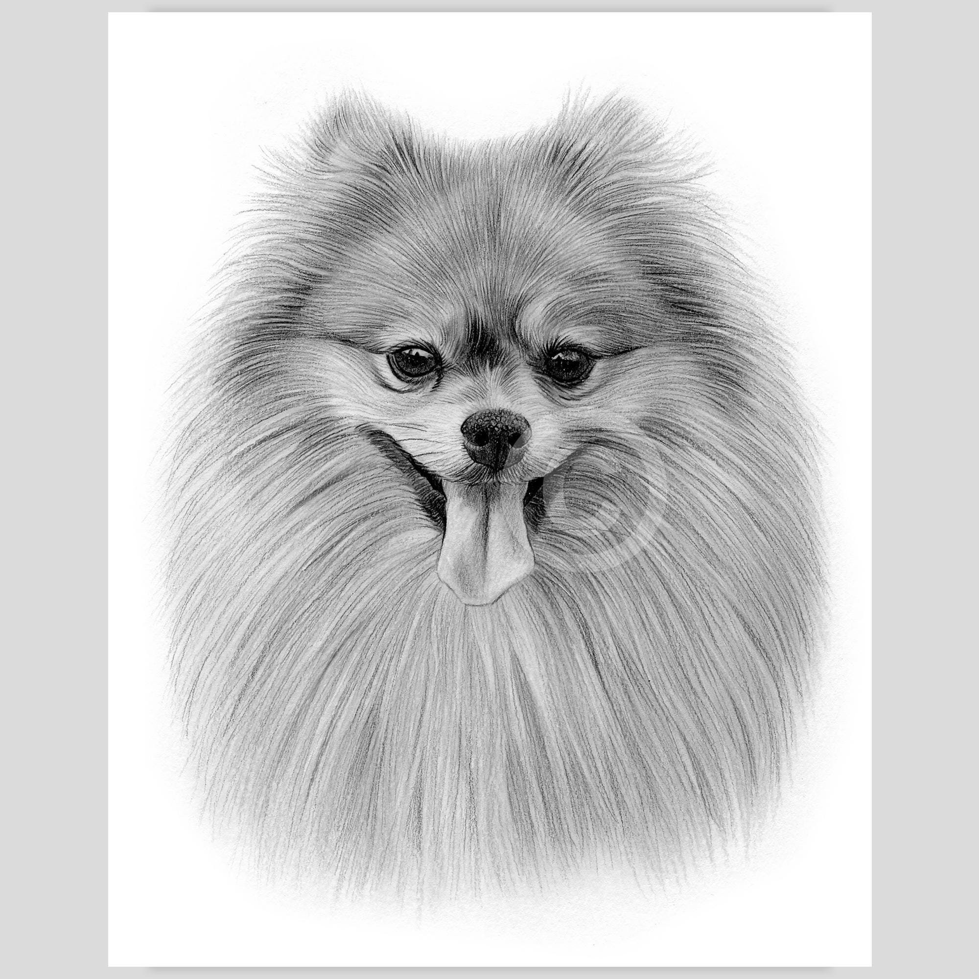 デジタル ダウンロード - ポメラニアンの鉛筆画 - トイ ドッグ種