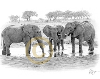 Elephant illustration - ELEPHANTS AT A WATERHOLE pencil drawing print - artwork signed by artist Gary Tymon - Ltd Ed - animal portrait