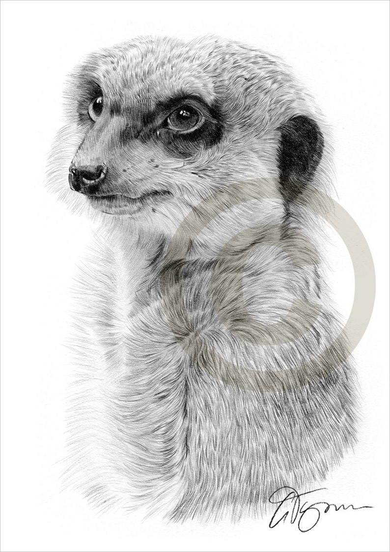 Erdmännchen Zeichnung Bleistift