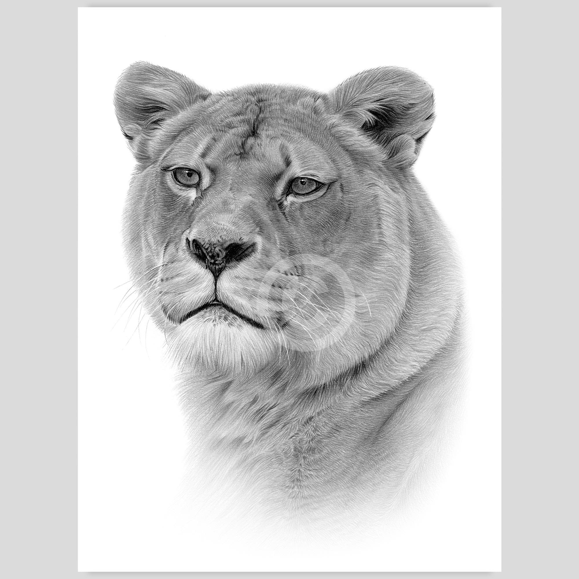 雌ライオンの鉛筆画 - 野生動物の肖像画、大型ネコ科動物のアート