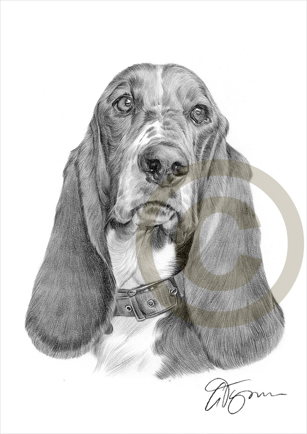 basset hound vector sketch 7315380 Vector Art at Vecteezy