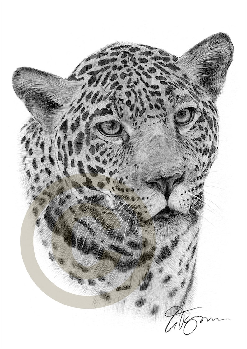 Dessin au crayon Jaguar Big cat art oeuvre signée par lartiste Gary Tymon 2 tailles Ltd Ed 50 tirages uniquement portrait au crayon image 1