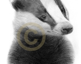 BADGER pencil drawing print - 2 sizes - british wildlife art - artwork signed by artist Gary Tymon - Ltd Ed 50 prints only - animal portrait