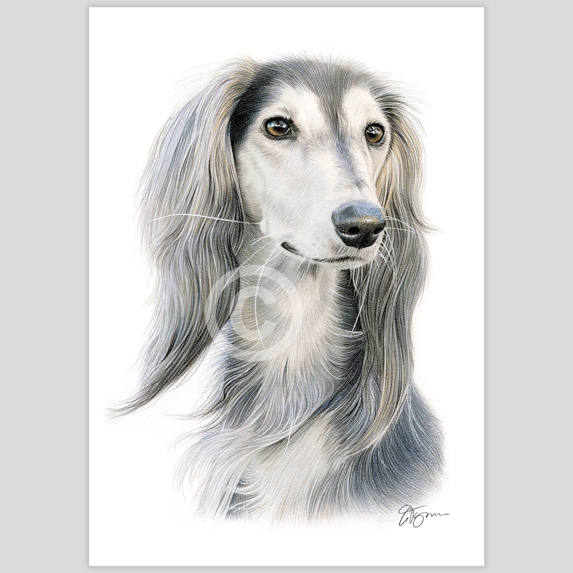 Dibujo a lápiz de color de un perro Saluki Arte canino Obra