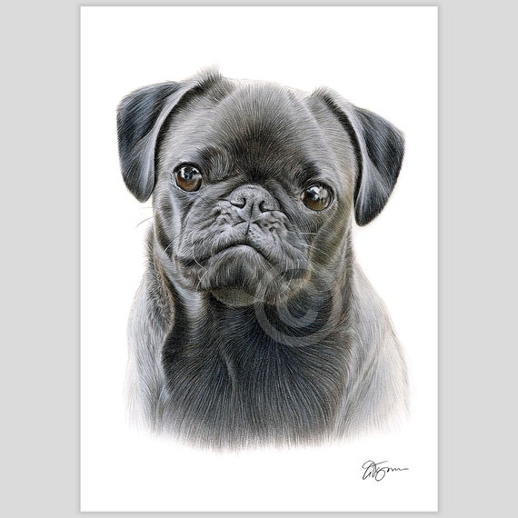 アーティストGary Tymonによるサイン入りパグ犬アート | 鉛筆画