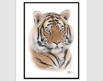 Bengal Tiger - original color pencil drawing, portrait A4 in mount - signed artwork