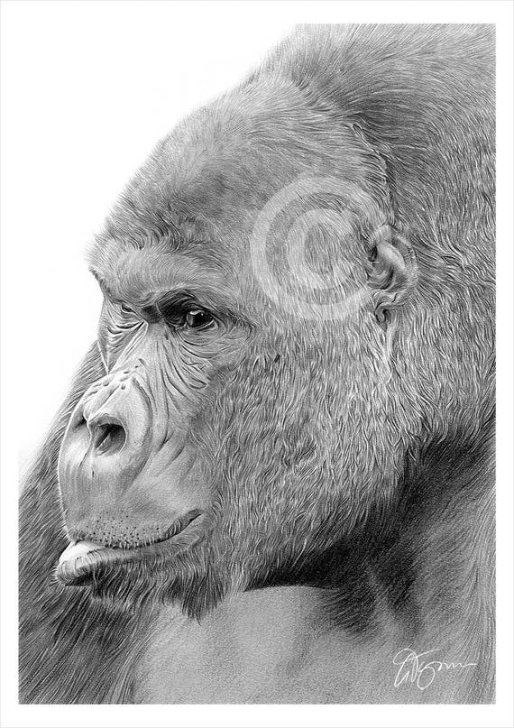 Ołówek Mountain Gorilla Rysunek Print Sztuka Zwierząt Artwork Podpisany Przez Artystę Gary Tymon Ltd Ed 50 Drukuje Tylko 2 Rozmiary Sztuka