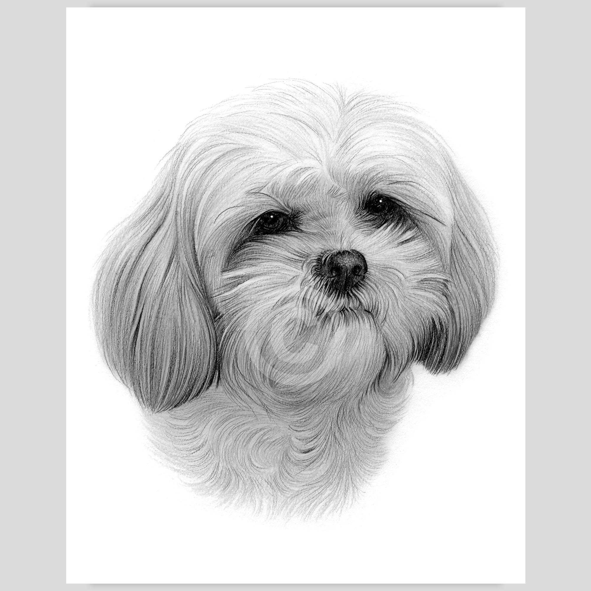 犬の鉛筆画 シーズー モノクロ アートA3厚手ケント シーズー犬の鉛筆画 - 即時デジタルダウンロード - イギリスの