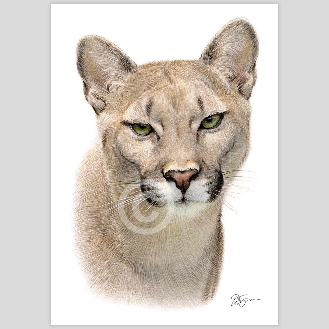 Puma cat clipart hotsell