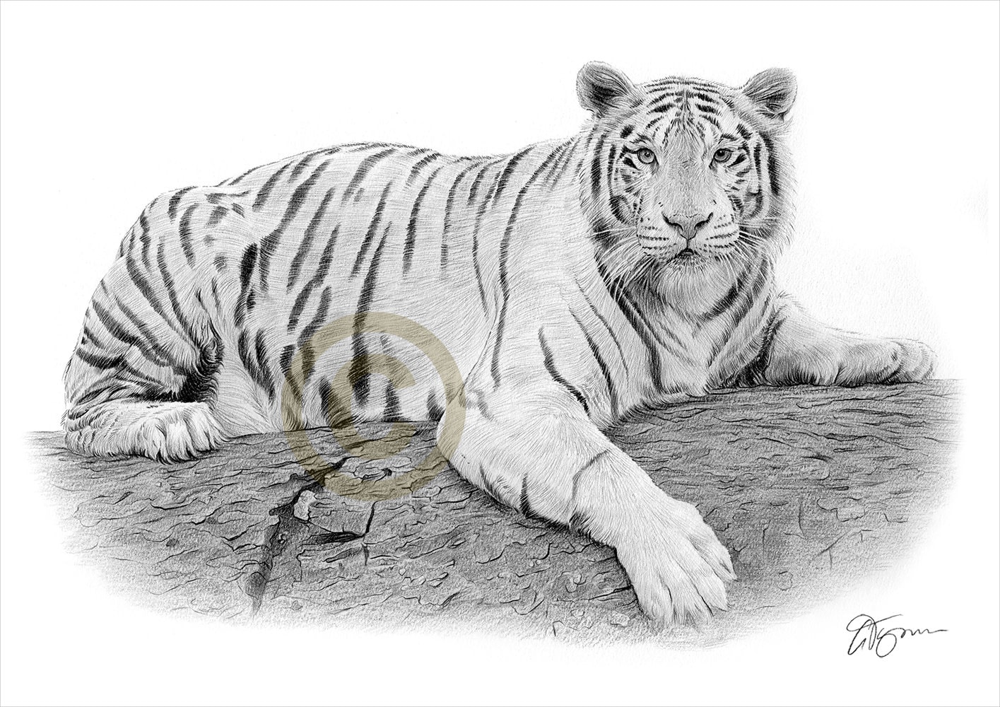 Stock Art Drawing of a White Bengal Tiger - inkart