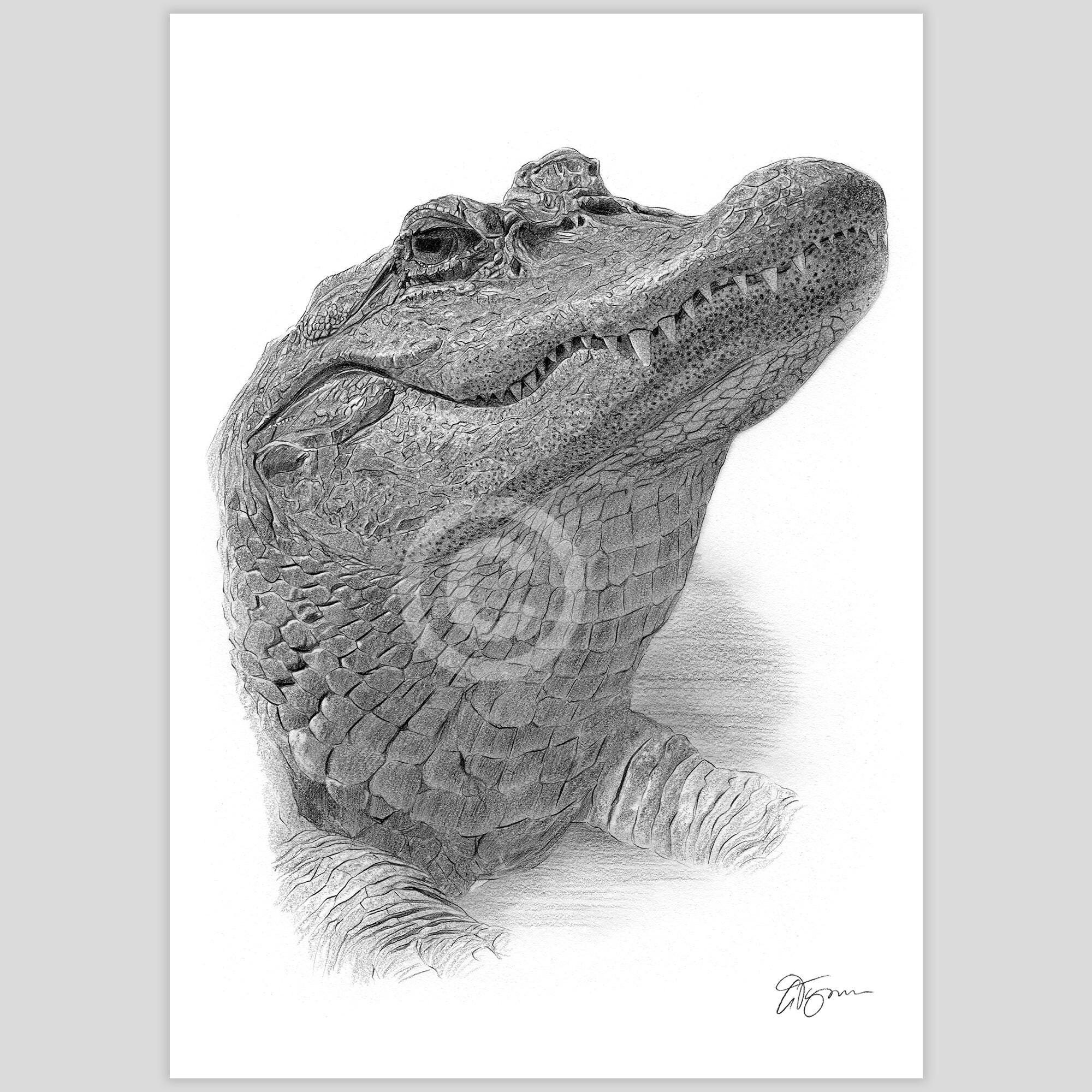 Buy Alligator Pencil Drawing Artwork Print | Signed by Artist G
