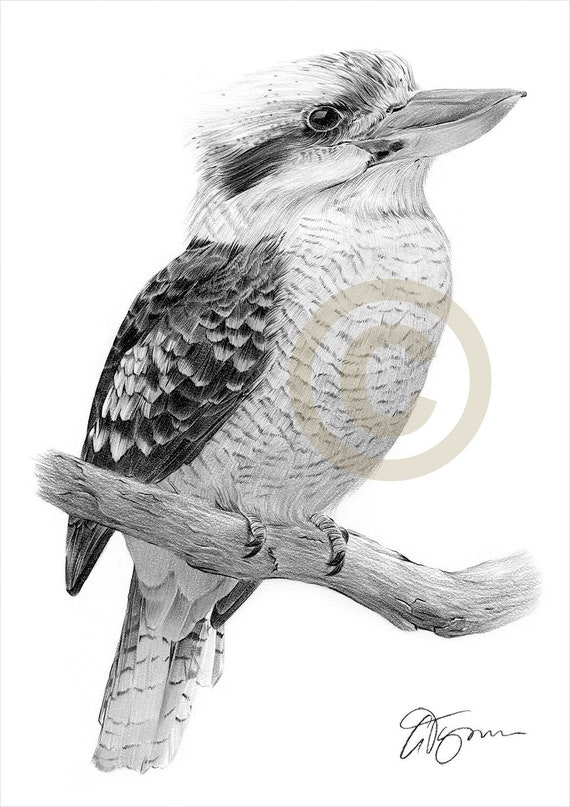 Kookaburra - pencil drawing print - bird art - artwork signed by artist G.  Tymon - 2 sizes - Ltd Ed 50 prints only - wildlife portrait