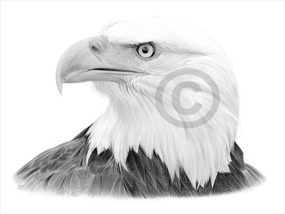 Digital Download Dibujo a lápiz de un águila calva - Etsy México Digital Download Dibujo a lápiz de un águila calva - Etsy México