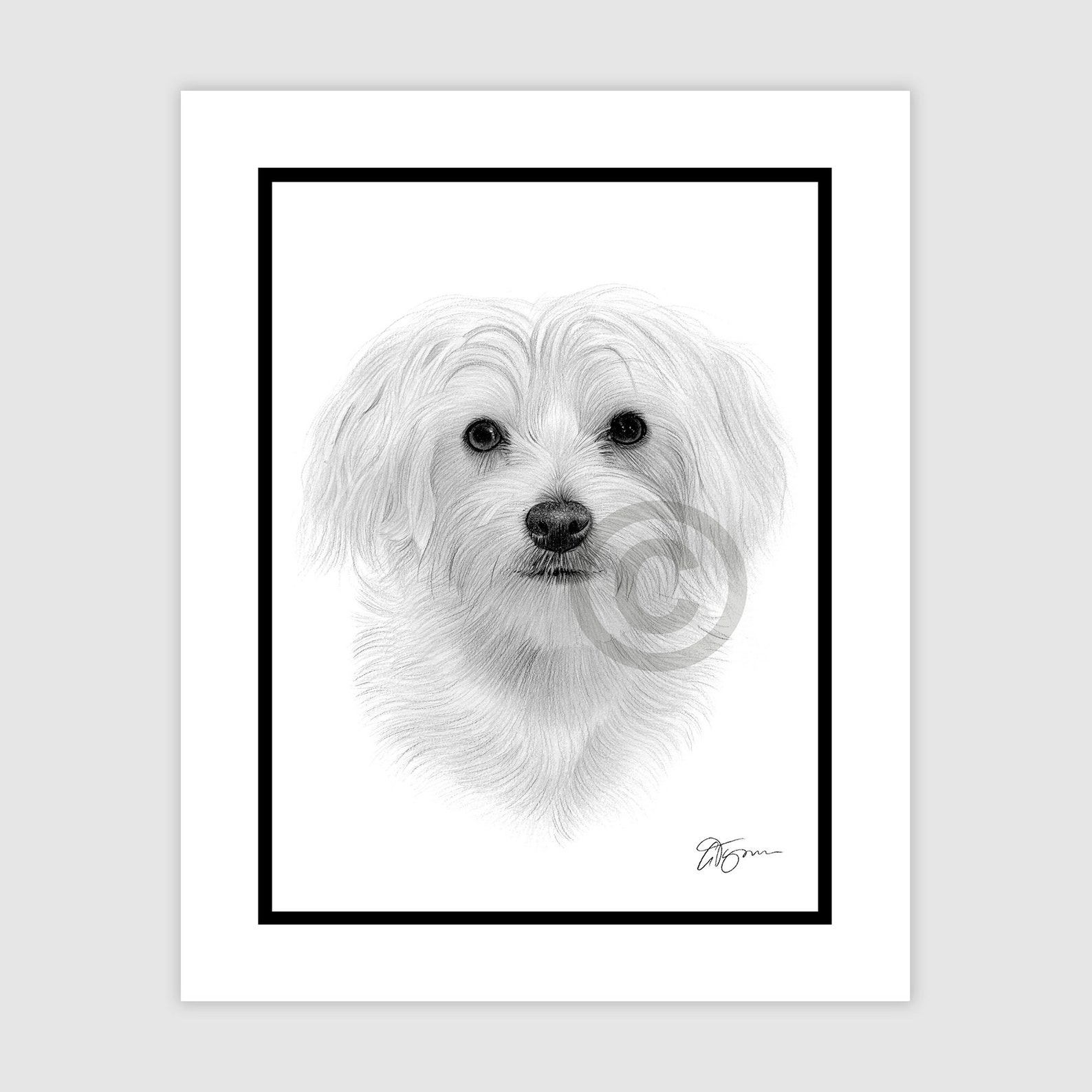 MALTESER HUND Original B&W Bleistiftzeichnung Portrait Etsy