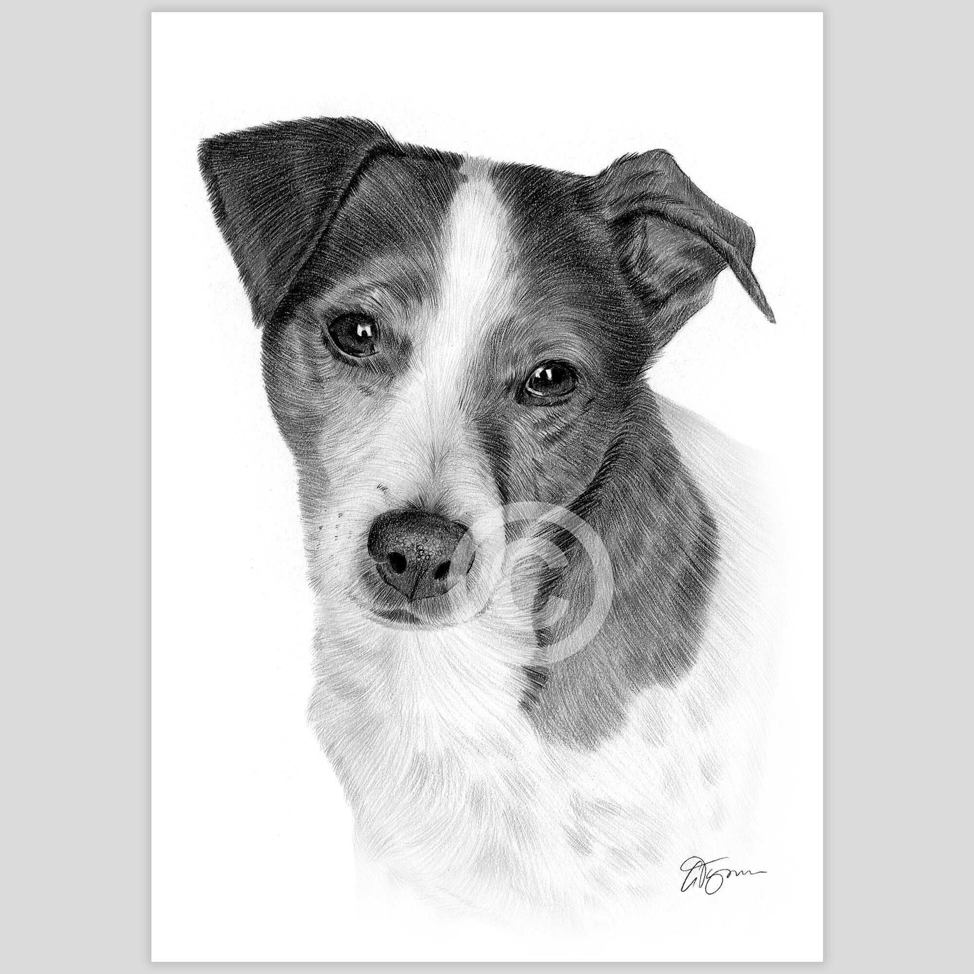 Jack Russell Terrier Pencil Drawing Print Artwork Signed by