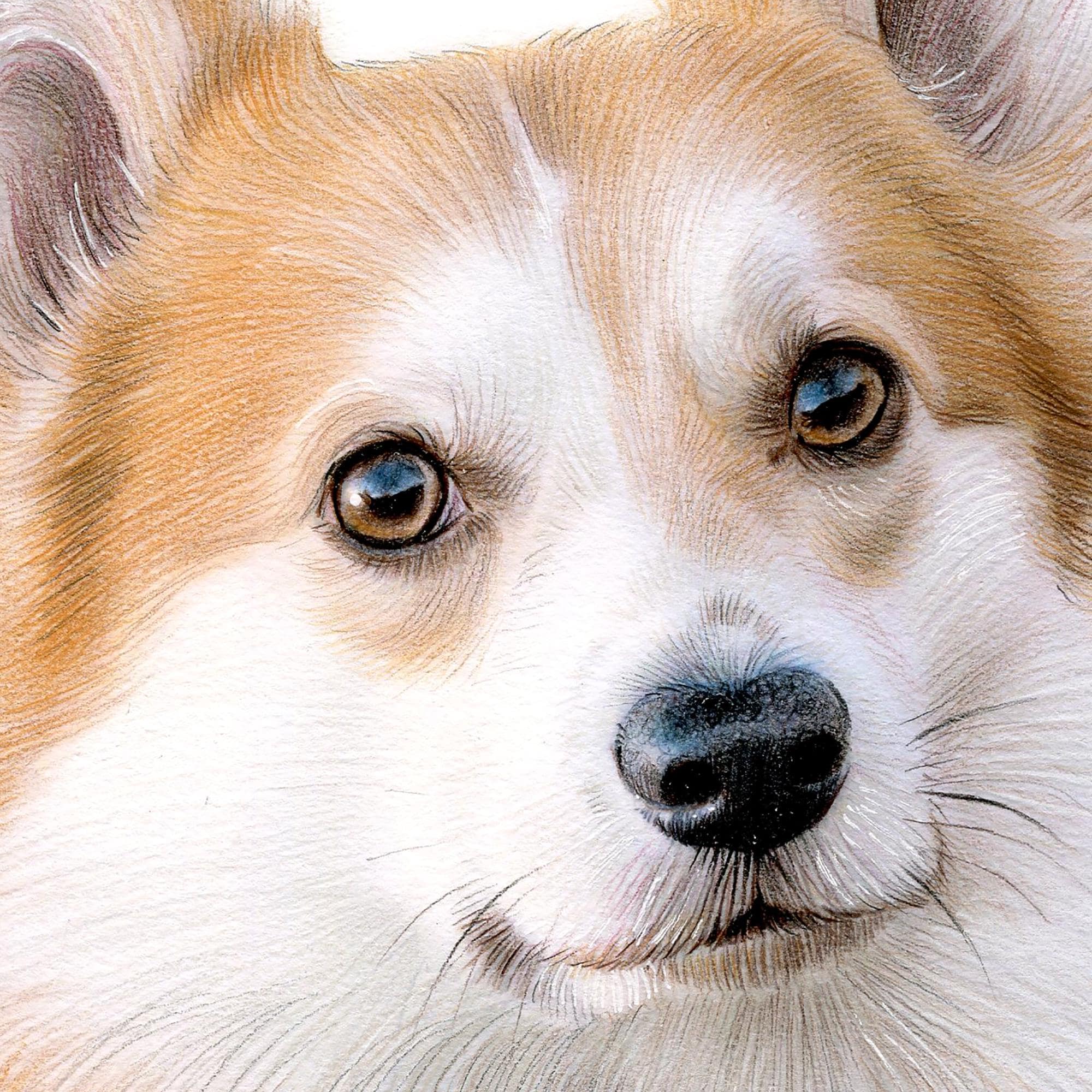 ウェルシュ・コーギー犬の色鉛筆画プリント：2サイズ、アーティストの