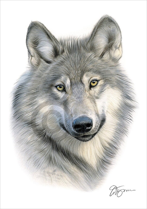 Grey Wolf Color Pencil Drawing Print Wildlife Art Artwork Signed