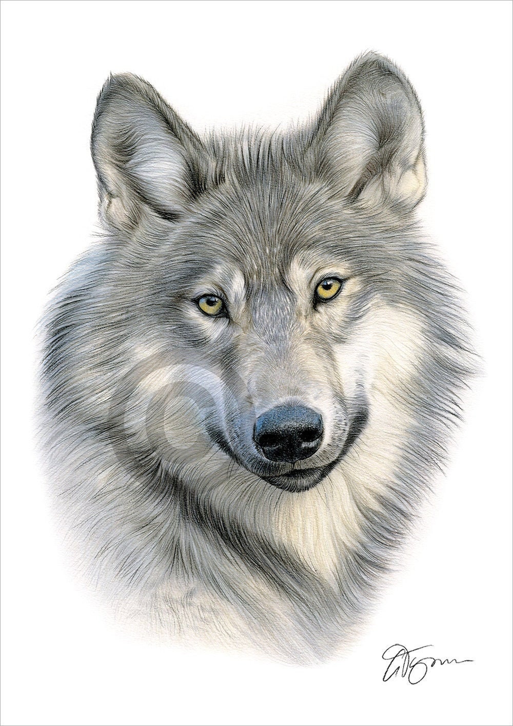 Wolf Drawing In Pencil