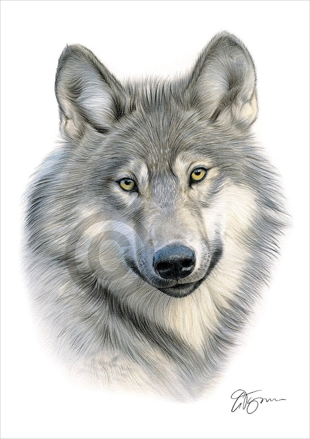 simple gray wolf drawing