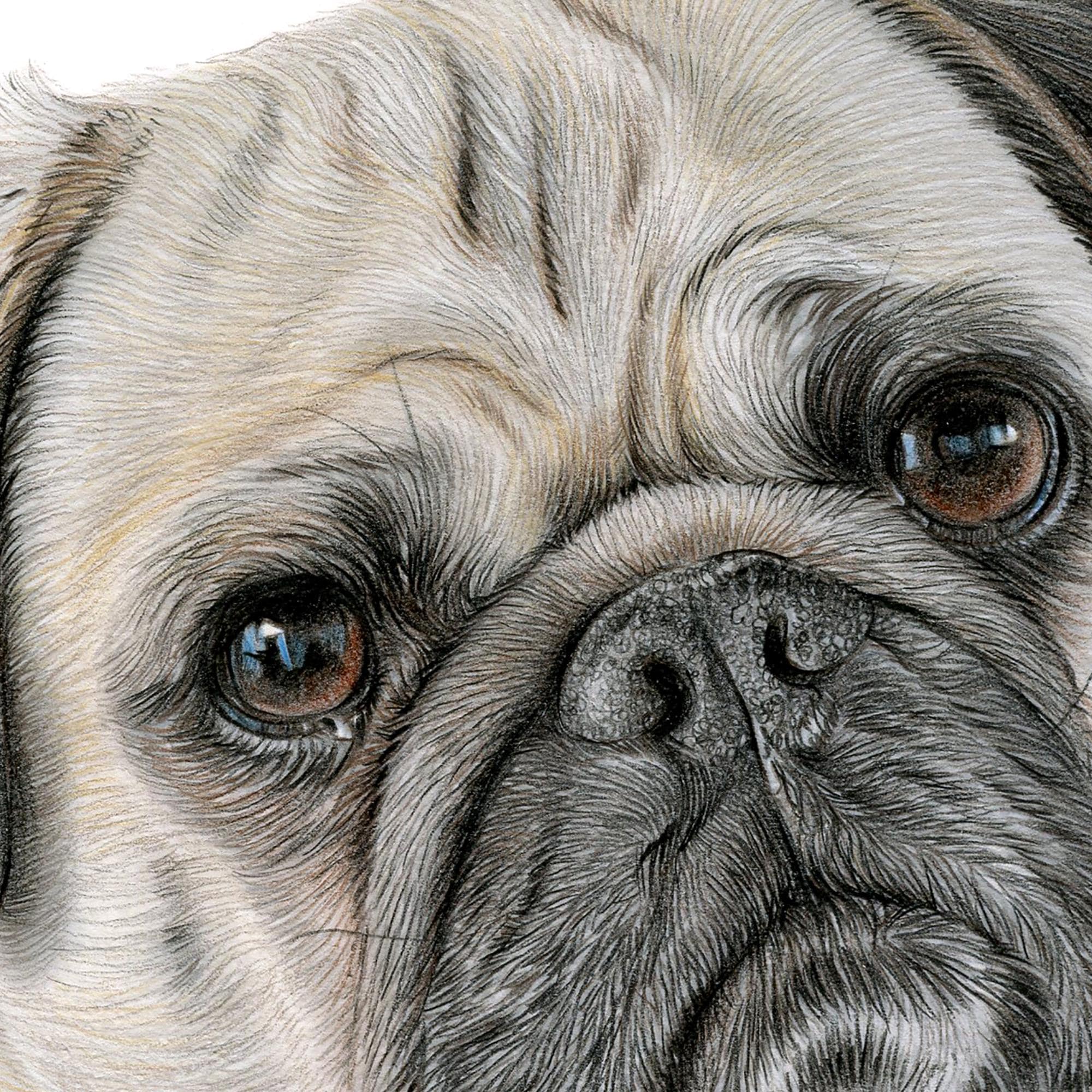 りんねページです。色鉛筆画　パグ　犬の絵 色鉛筆でパグ犬を描いてみた Realistic colored pencil drawing