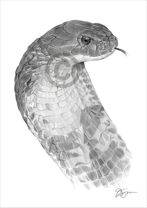 Free & Printable realistic king cobra coloring pages Coloring Picture,  Assignment Sheets Pictures for Child | Parentune.com