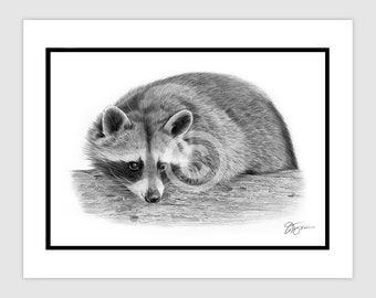 RACCOON - Original B&W Pencil Drawing - Portrait size 11.75" x 8.25" - Mount (matte) size 14" x 11" - Signed - animal wildlife art