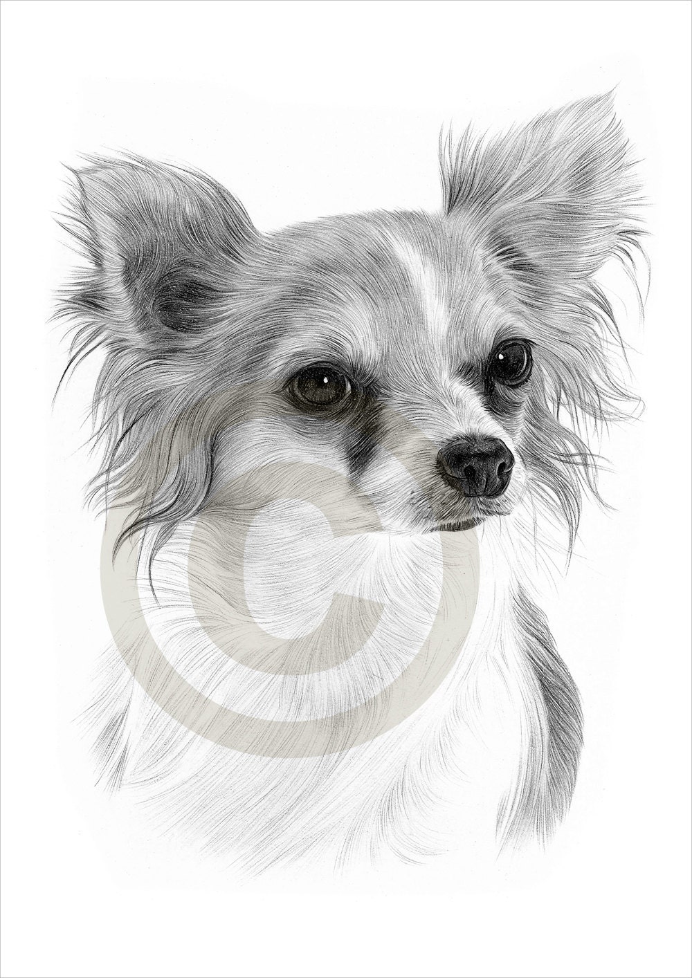 Hund Chihuahua Chiwawa Bleistiftzeichnung Druck A4 Format Etsy